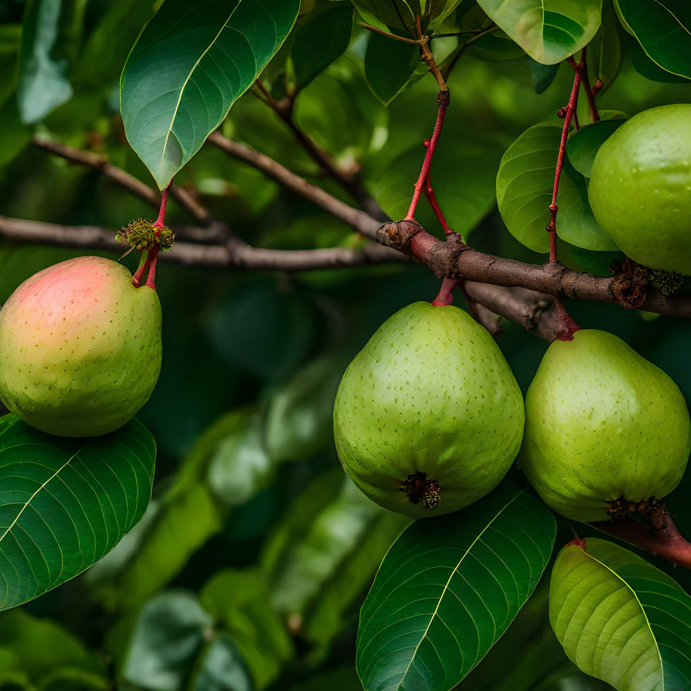 Guava Leaves