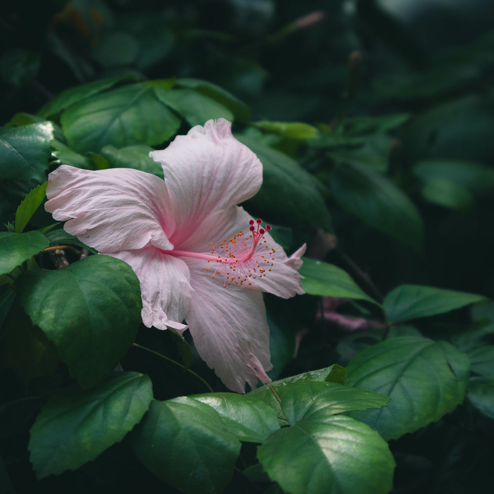 Hibiscus Flower Extract