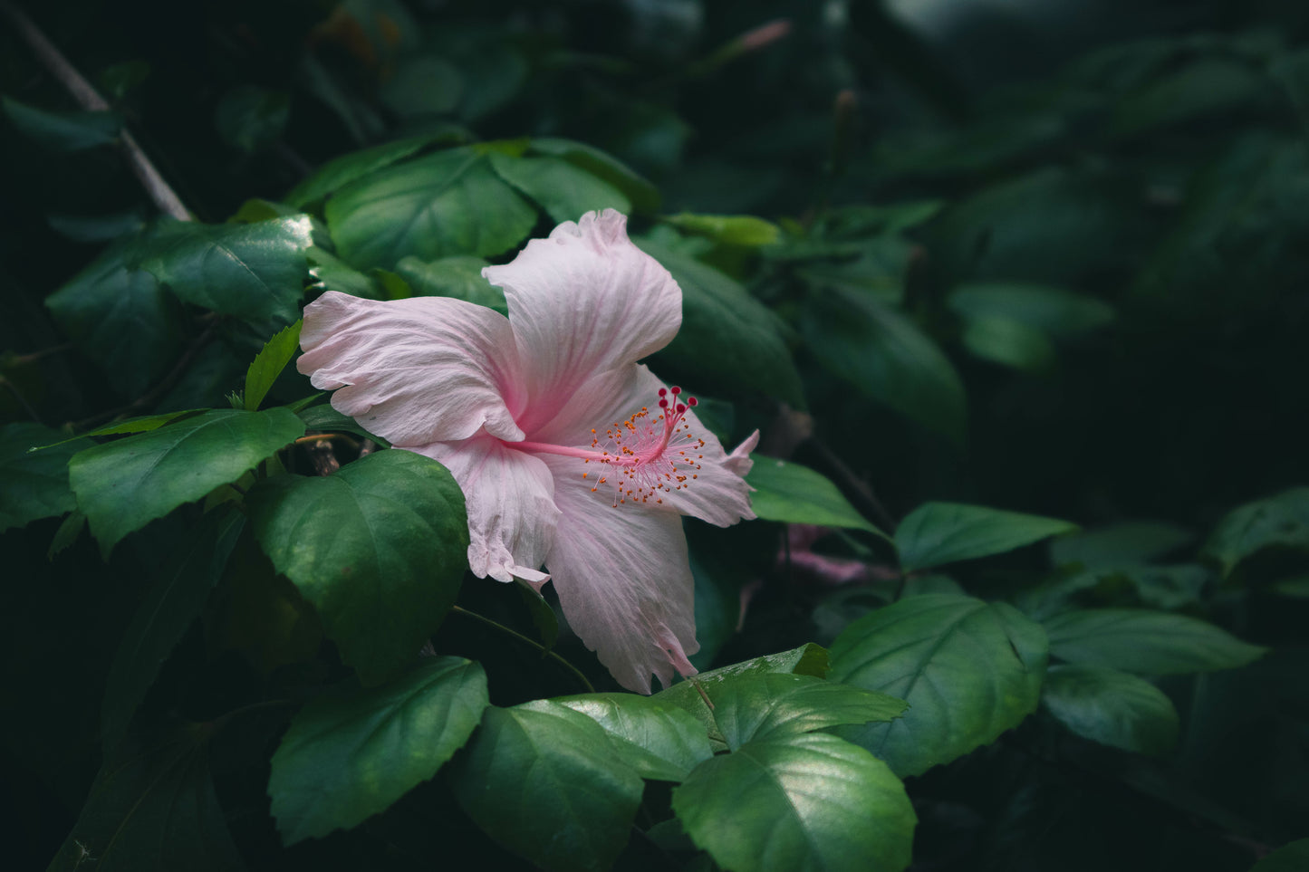 Hibiscus Flower Extract